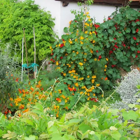 Bura & Jugo, Cres, Without Stress 茨雷斯