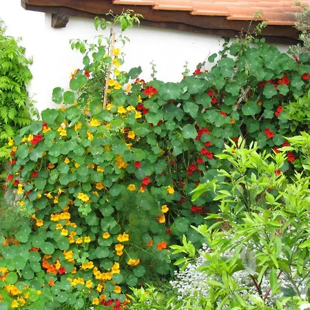 Bura & Jugo, Cres, Without Stress 公寓 *